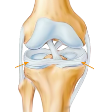 膝の半月板の図